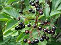 2011-0817-1400_Elderberries_20,8C